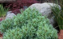 Vercurve Eastern White Pine (Pinus Strobus) - 3 Gallon Pot -Home Bloom Garden pinus strobus vercurve twisted needle dwarf eatern white pine 6