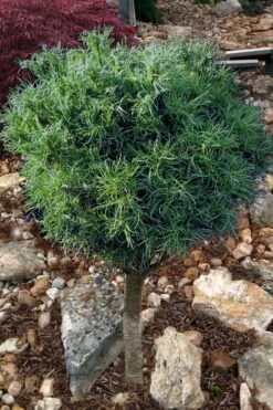 Wiggles Eastern White Pine (Single Trunk Topiary Tree) - 3 Gallon Pot 12 Wiggles Eastern White Pine (Single Trunk Topiary Tree) - 3 Gallon Pot -Home Bloom Garden pinus strobus wiggles eastern white pine 10