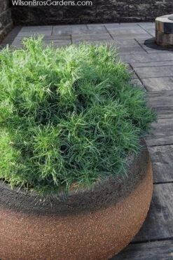 Wiggles Eastern White Pine (Pinus Strobus) - 3 Gallon Pot -Home Bloom Garden pinus strobus wiggles eastern white pine 3