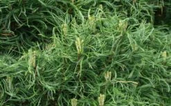 Wiggles Eastern White Pine (Pinus Strobus) - 3 Gallon Pot -Home Bloom Garden pinus strobus wiggles eastern white pine 4 1