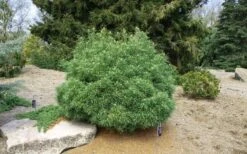 Wiggles Eastern White Pine (Pinus Strobus) - 3 Gallon Pot -Home Bloom Garden pinus strobus wiggles eastern white pine 5
