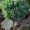 Wiggles Eastern White Pine (Single Trunk Topiary Tree) - 3 Gallon Pot -Home Bloom Garden pinus strobus wiggles eastern white pine 50