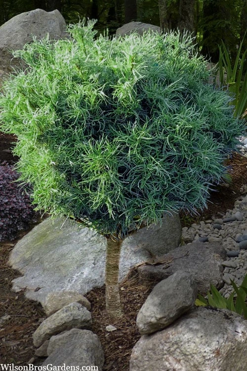 Wiggles Eastern White Pine (Single Trunk Topiary Tree) - 3 Gallon Pot 3 Wiggles Eastern White Pine (Single Trunk Topiary Tree) - 3 Gallon Pot