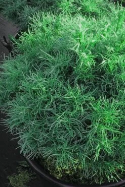 Wiggles Eastern White Pine (Pinus Strobus) - 3 Gallon Pot -Home Bloom Garden pinus strobus wiggles eastern white pine 6