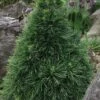 Green Penguin Scots Pine (Pinus Sylvestris) - 2 Gallon Pot -Home Bloom Garden pinus sylvestris green penguin dwarf scots pine 3