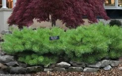 Hillside Creeper Scotch Pine (Pinus Sylvestris) - 6 Gallon Pot -Home Bloom Garden pinus sylvestris hillside creeper 3 1