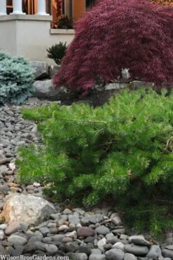 Hillside Creeper Scotch Pine (Pinus Sylvestris) - 3 Gallon Pot -Home Bloom Garden pinus sylvestris hillside creeper 4