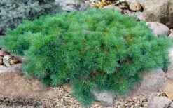 Hillside Creeper Scotch Pine (Pinus Sylvestris) - 6 Gallon Pot -Home Bloom Garden pinus sylvestris hillside creeper 5 1