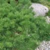 Hillside Creeper Scotch Pine (Pinus Sylvestris) - 3 Gallon Pot -Home Bloom Garden pinus sylvestris hillside creeper scotch pine 8