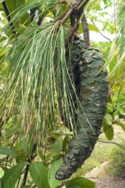Zebrina Himalayan Pine (Pinus Wallichiana) - 5 Gallon Pot -Home Bloom Garden pinus wallichiana zebrina himalayan pine 10