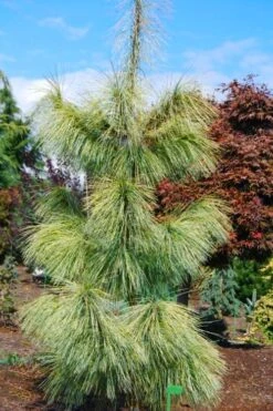 Zebrina Himalayan Pine (Pinus Wallichiana) - 5 Gallon Pot -Home Bloom Garden pinus wallichiana zebrina himalayan pine 4