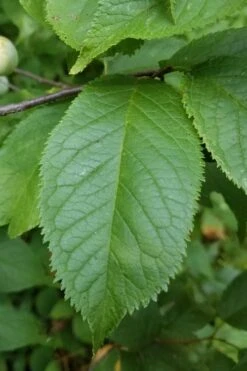 American Wild Plum Tree (Prunus Americana) - 1 Gallon Pot -Home Bloom Garden prunus americana american wild plum tree 10 1