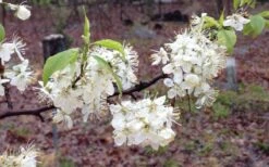 American Wild Plum Tree (Prunus Americana) - 3 Gallon Pot -Home Bloom Garden prunus americana american wild plum tree 11