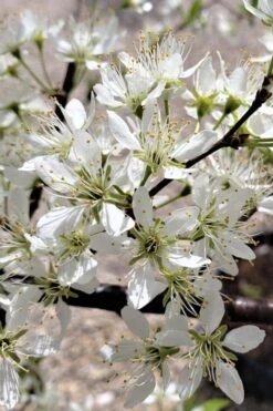 American Wild Plum Tree (Prunus Americana) - 3 Gallon Pot -Home Bloom Garden prunus americana american wild plum tree 5