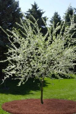 American Wild Plum Tree (Prunus Americana) - 1 Gallon Pot -Home Bloom Garden prunus americana american wild plum tree 9 1