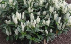 Zabel Laurel (Prunus Laurocersasus 'Zabeliana') - 6 Pack Of 1 Gallon Pots -Home Bloom Garden prunus laurocerasus zabeliana zabel cherry laurel 1