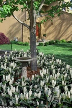 Zabel Laurel (Prunus Laurocersasus 'Zabeliana') - 6 Pack Of 1 Gallon Pots -Home Bloom Garden prunus laurocerasus zabeliana zabel cherry laurel 2