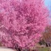 Okame Pink Flowering Cherry Tree - 3 Gallon Pot 1 Okame Pink Flowering Cherry Tree - 3 Gallon Pot -Home Bloom Garden prunus okame flowering cherry 10