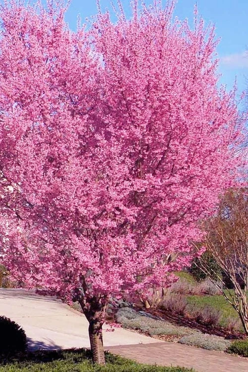 Okame Pink Flowering Cherry Tree - 3 Gallon Pot 3 Okame Pink Flowering Cherry Tree - 3 Gallon Pot