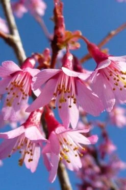 Okame Pink Flowering Cherry Tree - 3 Gallon Pot 11 Okame Pink Flowering Cherry Tree - 3 Gallon Pot -Home Bloom Garden prunus okame flowering cherry 4