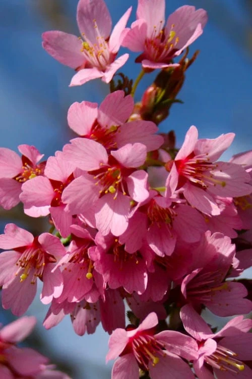 Okame Pink Flowering Cherry Tree - 3 Gallon Pot 7 Okame Pink Flowering Cherry Tree - 3 Gallon Pot - Image 5