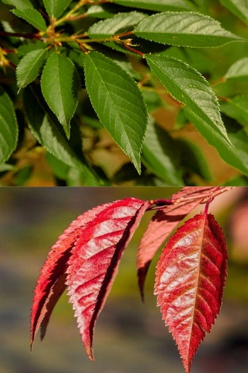 Okame Pink Flowering Cherry Tree - 3 Gallon Pot 8 Okame Pink Flowering Cherry Tree - 3 Gallon Pot - Image 6