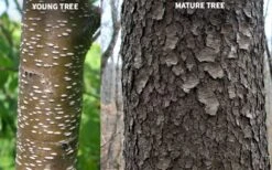 Wild Black Cherry Tree - 3 Gallon Pot -Home Bloom Garden prunus serotina wild black cherry tree 10