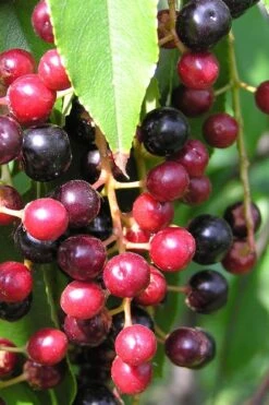 Wild Black Cherry Tree - 3 Gallon Pot -Home Bloom Garden prunus serotina wild black cherry tree 4