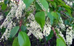 Wild Black Cherry Tree - 3 Gallon Pot -Home Bloom Garden prunus serotina wild black cherry tree 8