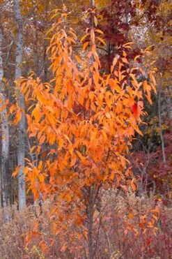 Wild Black Cherry Tree - 3 Gallon Pot -Home Bloom Garden prunus serotina wild black cherry tree 9