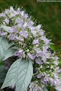 Silver Leaf Mountain Mint (Pycnanthemum Incanum) - 1 Gallon Pot -Home Bloom Garden pycnanthemum incanum hoary silver leaf mint 1