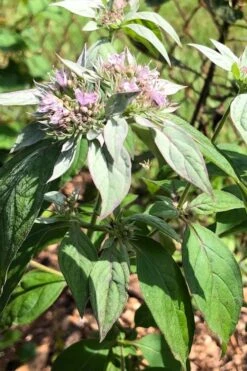 Silver Leaf Mountain Mint (Pycnanthemum Incanum) - 1 Gallon Pot -Home Bloom Garden pycnanthemum incanum hoary silver leaf mint 2