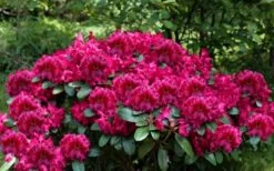 Besse Howells Rhododendron - 3 Gallon Pot -Home Bloom Garden rhododendron besse howells 6