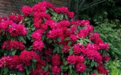 Besse Howells Rhododendron - 3 Gallon Pot -Home Bloom Garden rhododendron besse howells 7