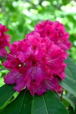 Besse Howells Rhododendron - 3 Gallon Pot -Home Bloom Garden rhododendron besse howells 8