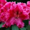 Besse Howells Rhododendron - 3 Gallon Pot -Home Bloom Garden rhododendron besse howells 9