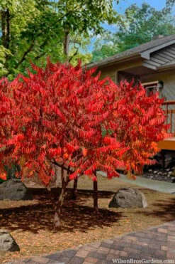 Staghorn Sumac (Rhus Typhina) - 1 Gallon Pot -Home Bloom Garden rhus typhina staghorn sumac 10