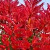 Staghorn Sumac (Rhus Typhina) - 3 Gallon Pot -Home Bloom Garden rhus typhina staghorn sumac 11 1