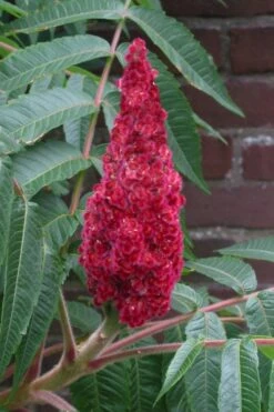 Staghorn Sumac (Rhus Typhina) - 1 Gallon Pot -Home Bloom Garden rhus typhina staghorn sumac 2