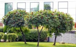 Staghorn Sumac (Rhus Typhina) - 3 Gallon Pot -Home Bloom Garden rhus typhina staghorn sumac 5 1