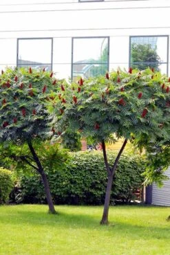 Staghorn Sumac (Rhus Typhina) - 3 Gallon Pot -Home Bloom Garden rhus typhina staghorn sumac 7 1