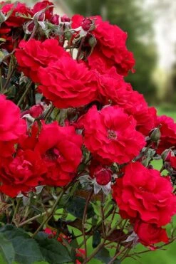 Oh My! Floribunda Tree Rose - 7 Gallon Pot -Home Bloom Garden rosa oh my floribunda rose 2