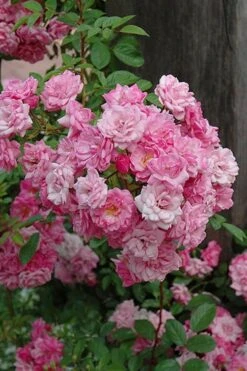 Peggy Martin Climbing Rose - 3 Gallon Pot -Home Bloom Garden rosa peggy martin climbing rose 1