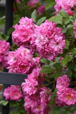 Peggy Martin Climbing Rose - 3 Gallon Pot -Home Bloom Garden rosa peggy martin climbing rose 10