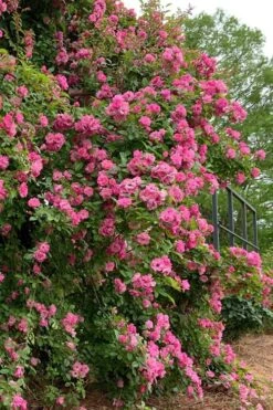 Peggy Martin Climbing Rose - 3 Gallon Pot -Home Bloom Garden rosa peggy martin climbing rose 2
