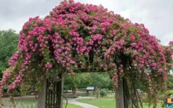 Peggy Martin Climbing Rose - 3 Gallon Pot -Home Bloom Garden rosa peggy martin climbing rose 7