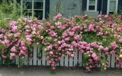 Peggy Martin Climbing Rose - 3 Gallon Pot -Home Bloom Garden rosa peggy martin climbing rose 8