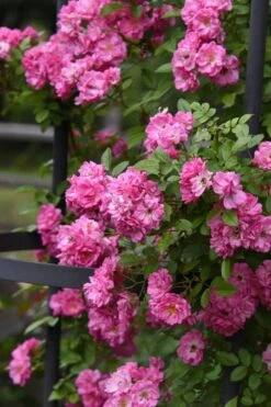 Peggy Martin Climbing Rose - 3 Gallon Pot -Home Bloom Garden rosa peggy martin climbing rose 9