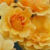 Rise Up Amberness Rose - 2 Gallon Pot -Home Bloom Garden rosa rise up amberness rose 2