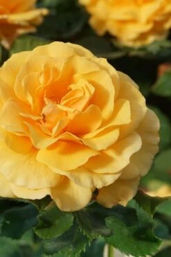 Rise Up Amberness Rose - 2 Gallon Pot -Home Bloom Garden rosa rise up amberness rose 3